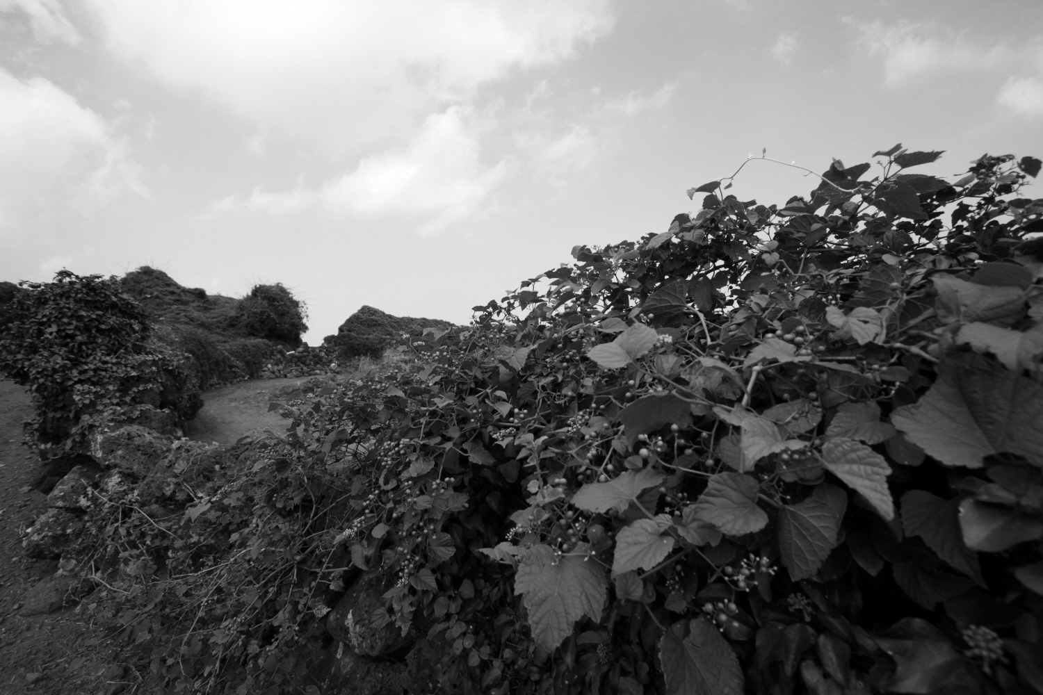 내가 태어난 제주 (27)