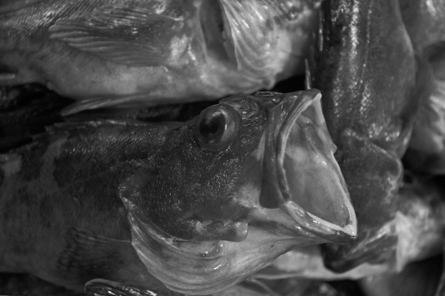 내가 태어난 제주 (32)