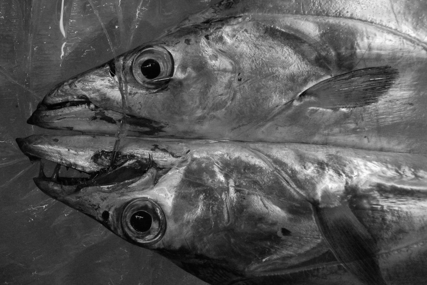 내가 태어난 제주 (45)