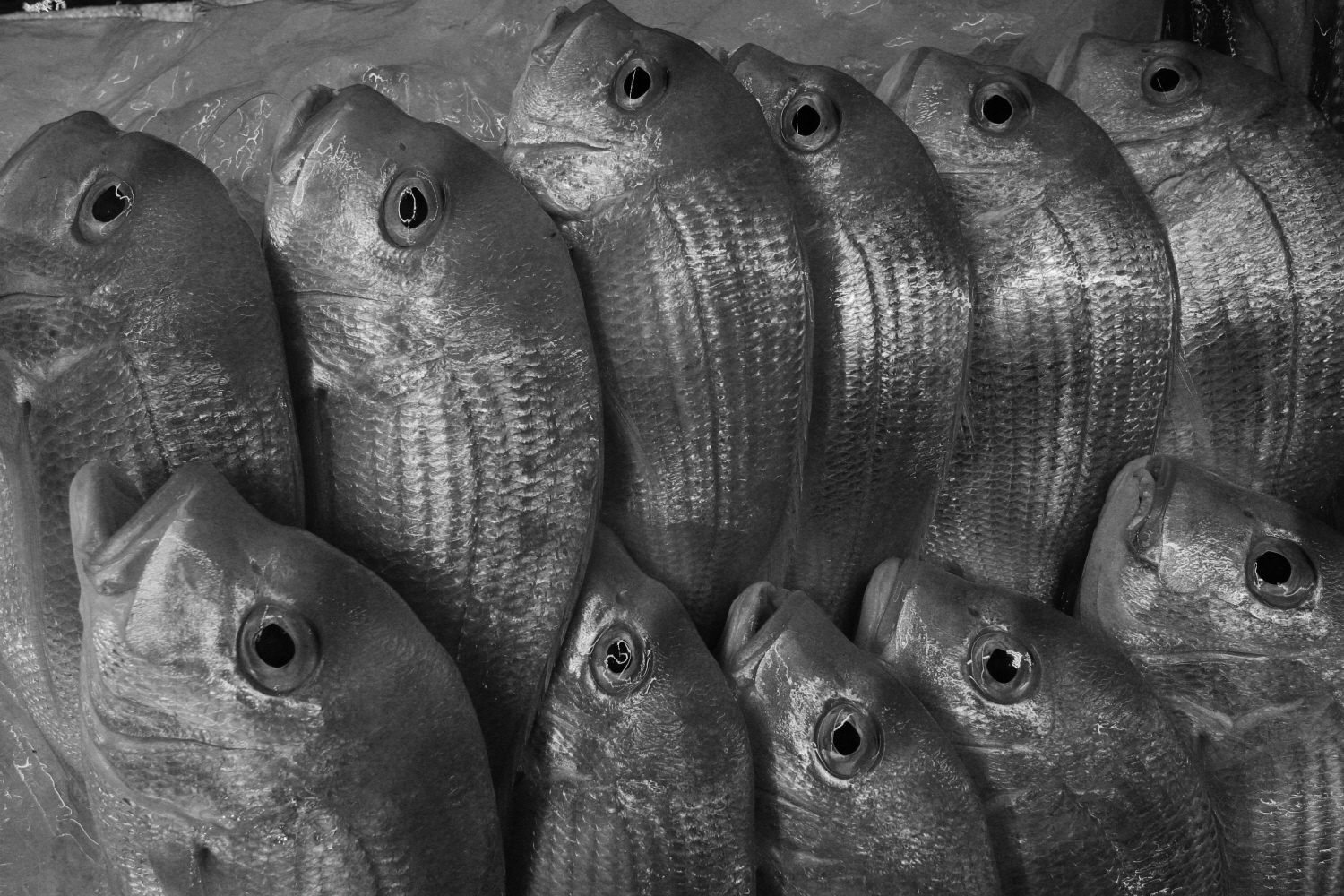 내가 태어난 제주 (46)