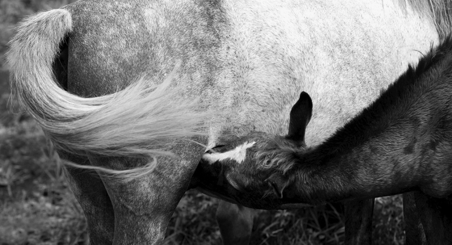 내가 태어난 제주 (5)