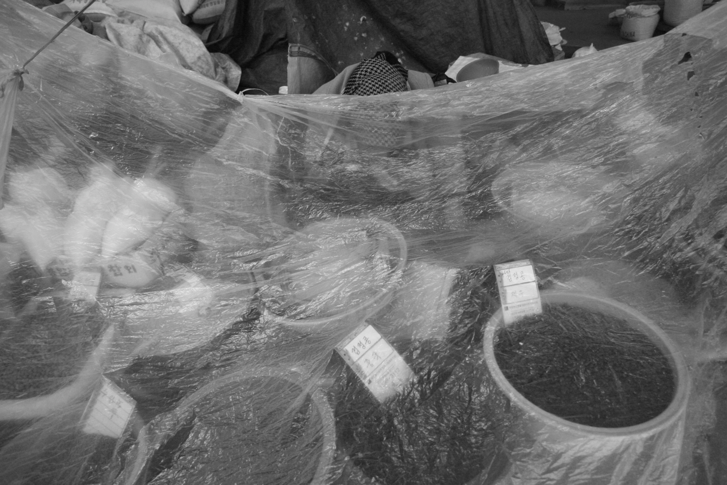 내가 태어난 제주 (54)