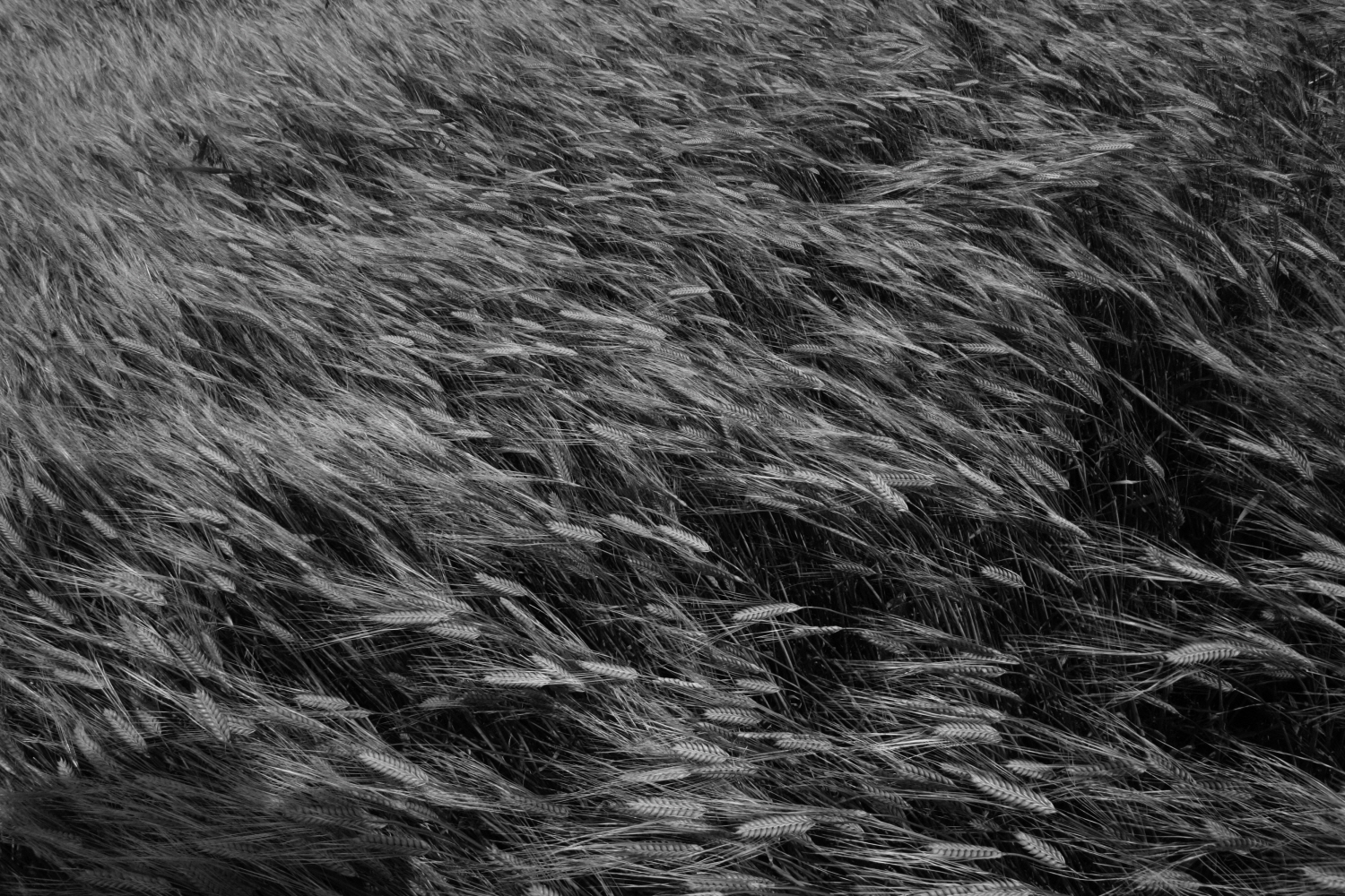 내가 태어난 제주 (56)