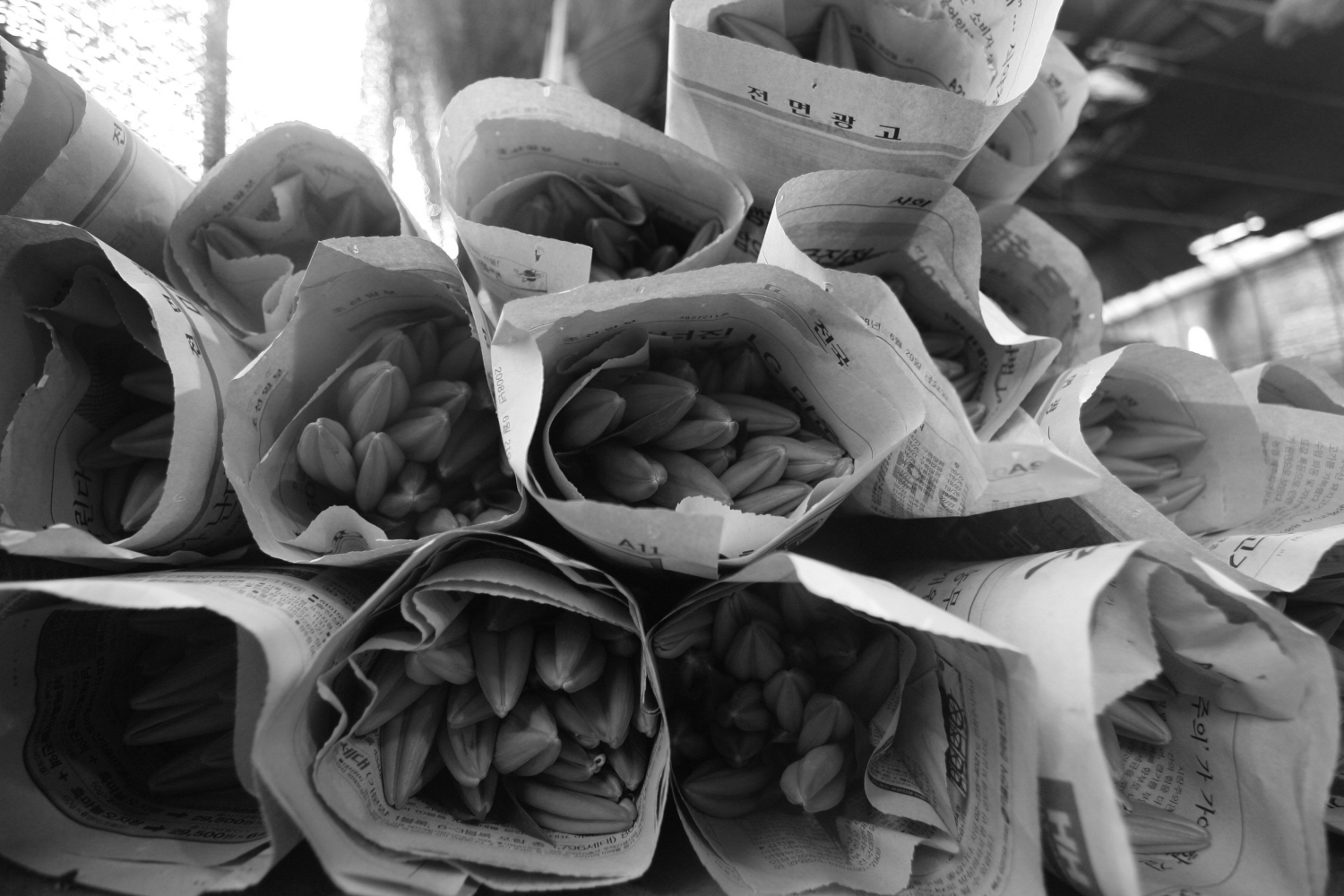 내가 태어난 제주 (57)