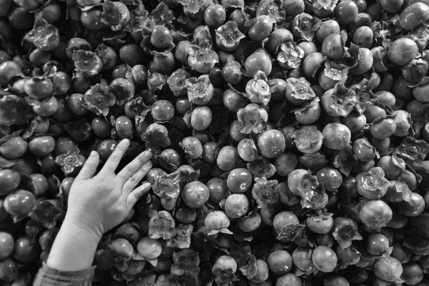 내가 태어난 제주 (6)