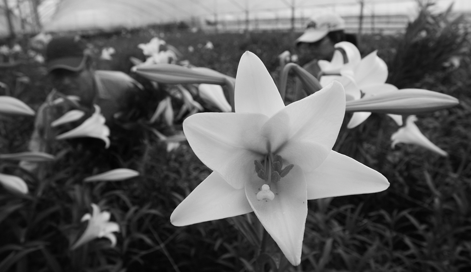 내가 태어난 제주 (63)