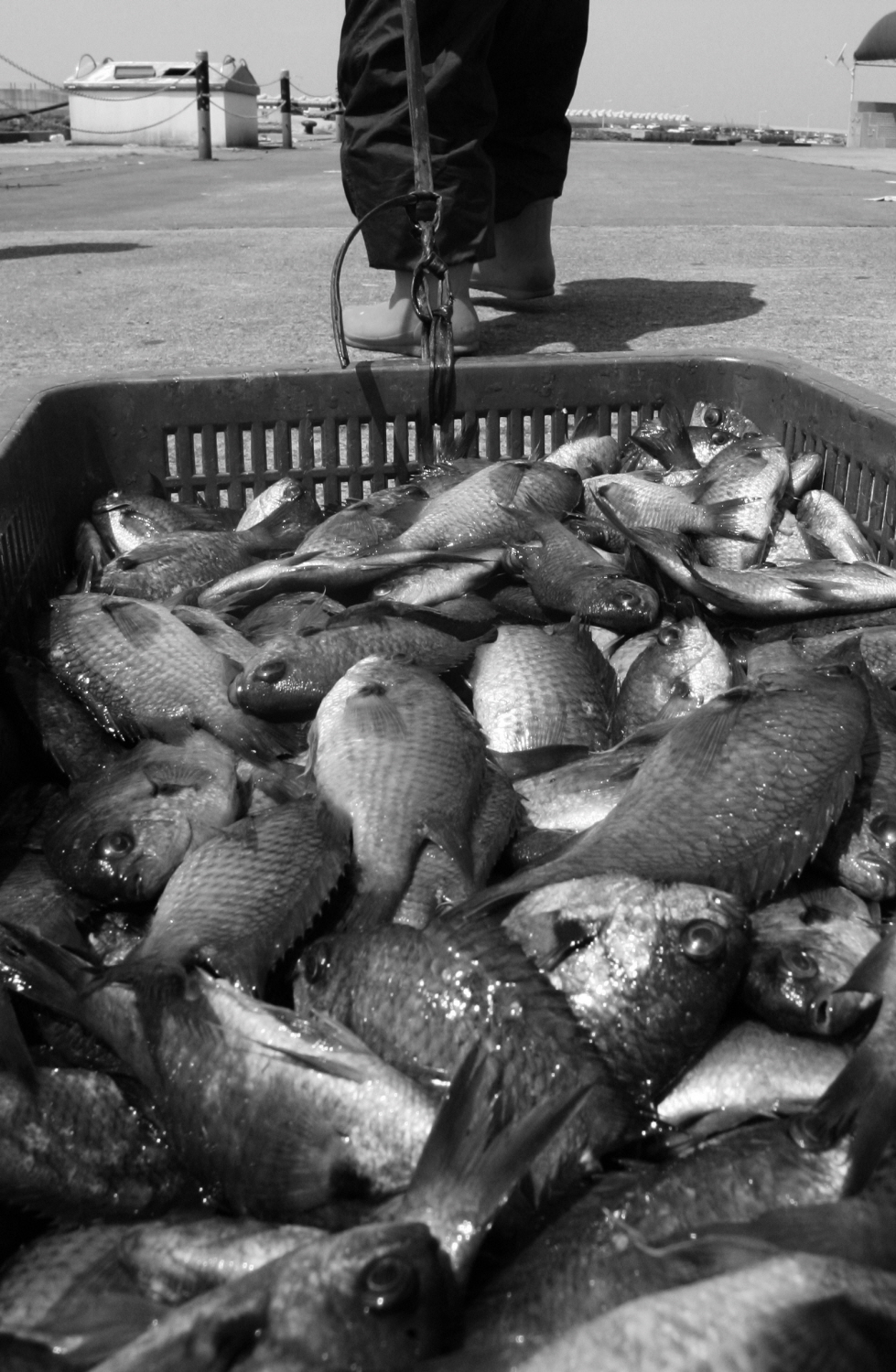 내가 태어난 제주 (67)