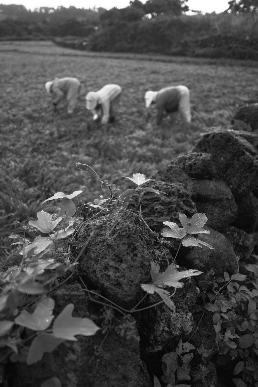 내가 태어난 제주 (71)