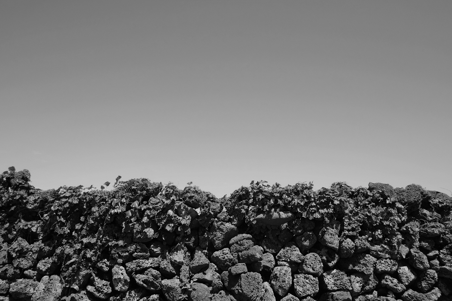 내가 태어난 제주 (89)