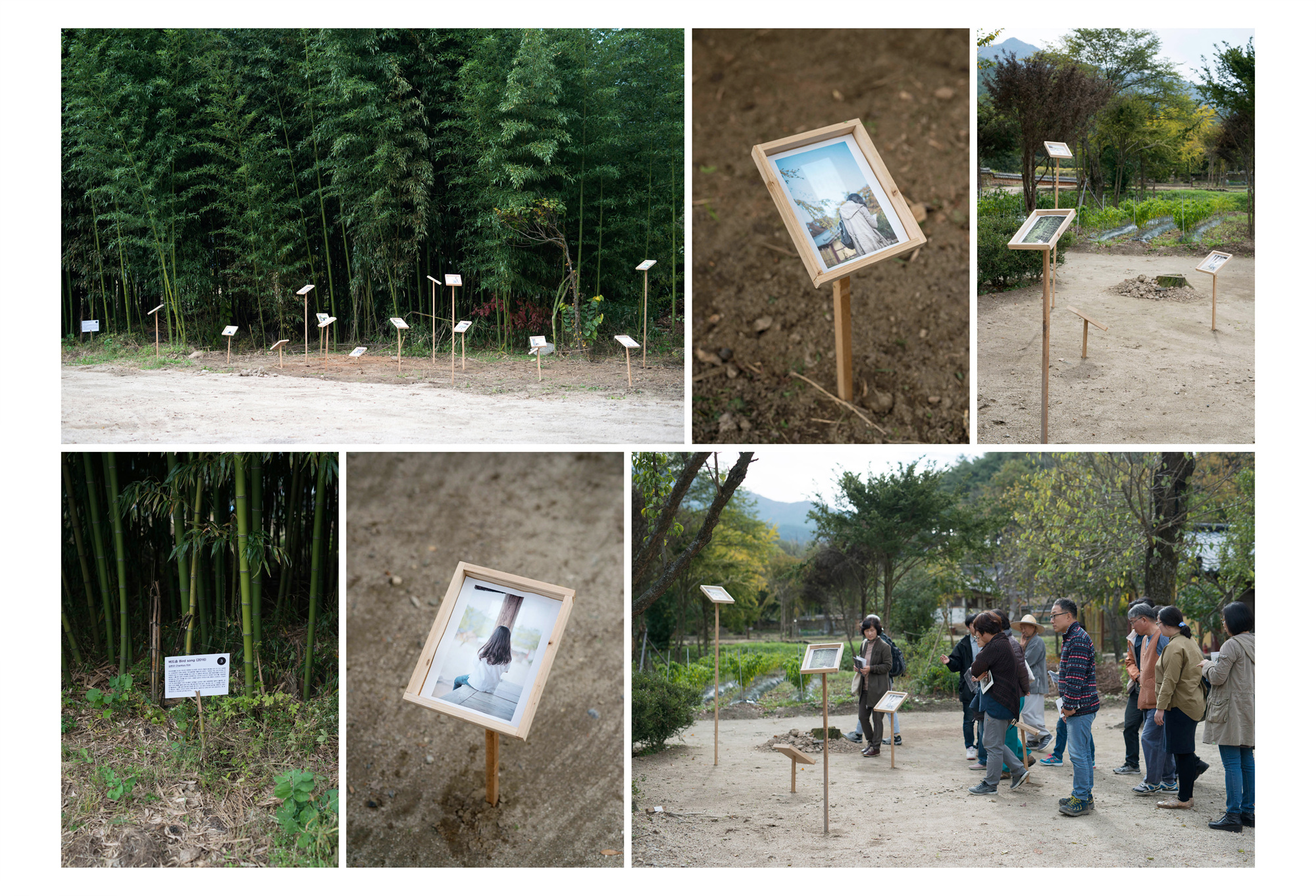 Bird song(4)_Photo installation_dimensions variable_2016