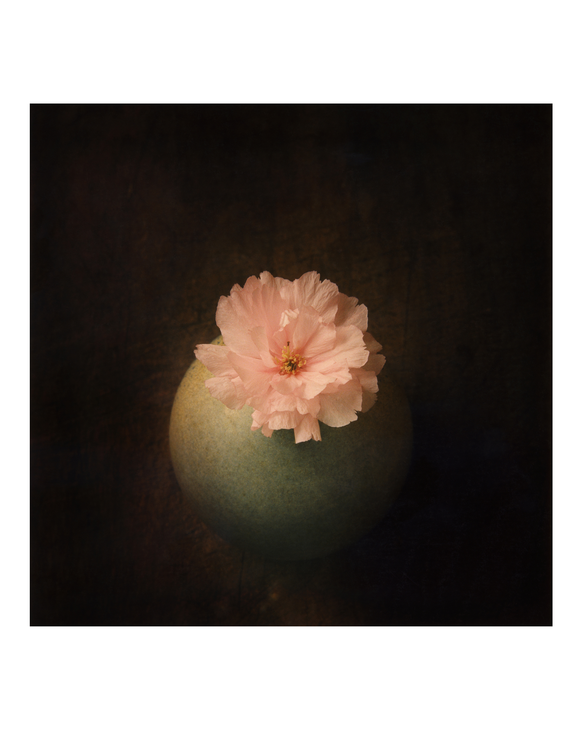 겹벗나무 꽃, 35x35cm, pigment print on korean paper, 1999