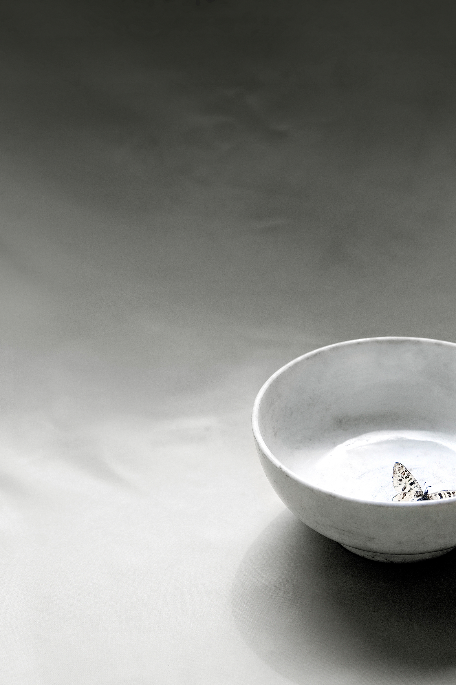 나비, 41x61cm, pigment print, 2006