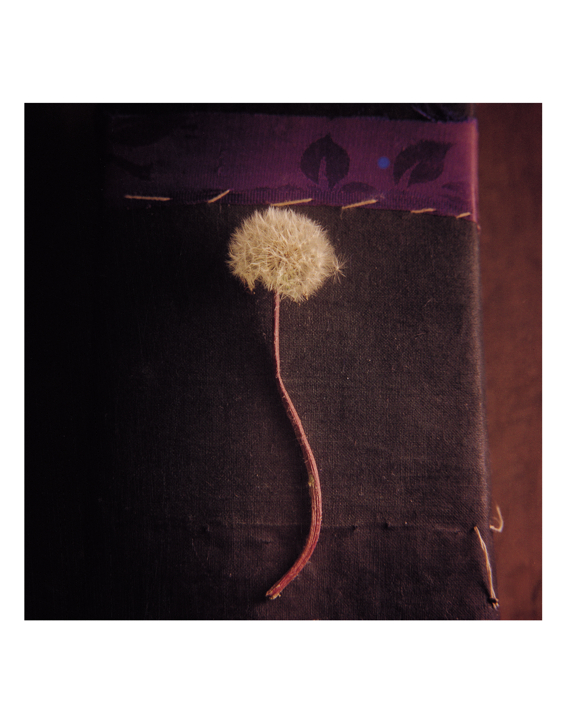 민들레, 35x35cm, pigment print on korean paper, 1999