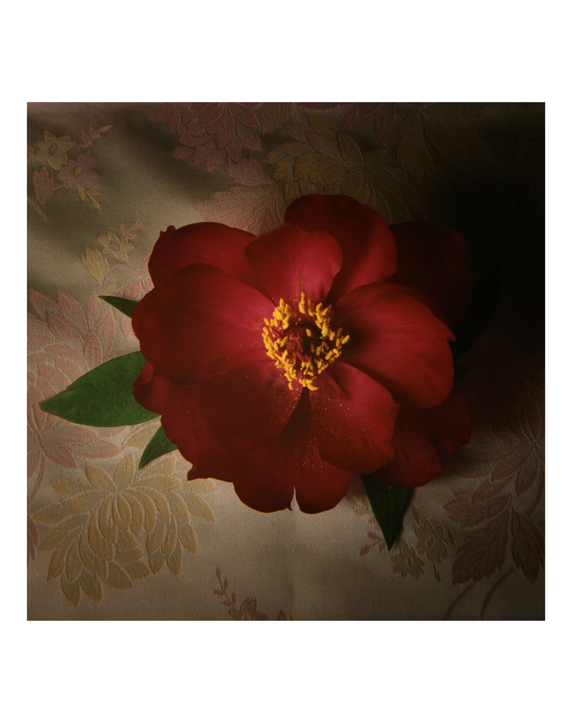 붉은목단, 35x35cm, pigment print on korean paper, 1999