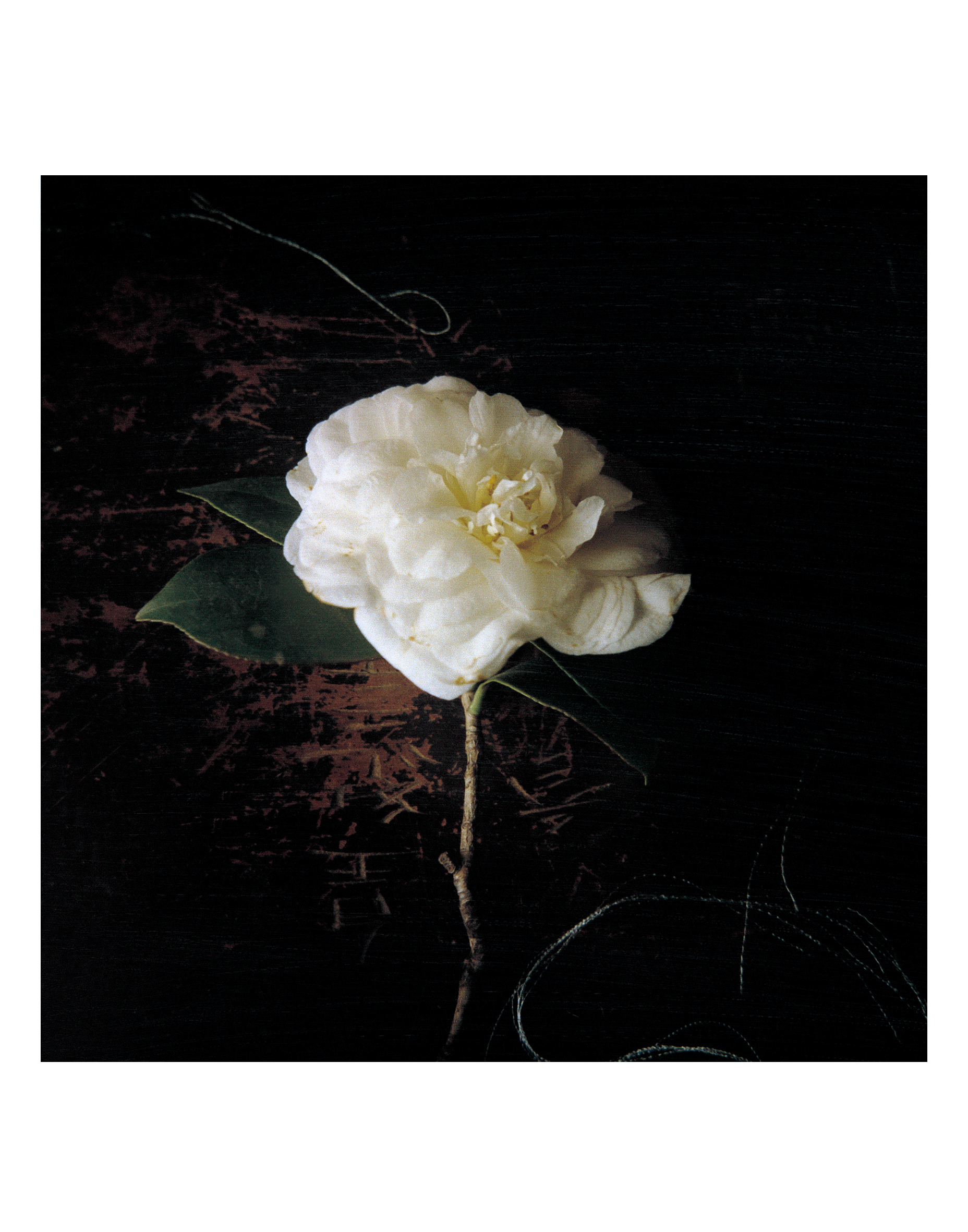 흰동백, 35x35cm, pigment print on korean paper, 1999