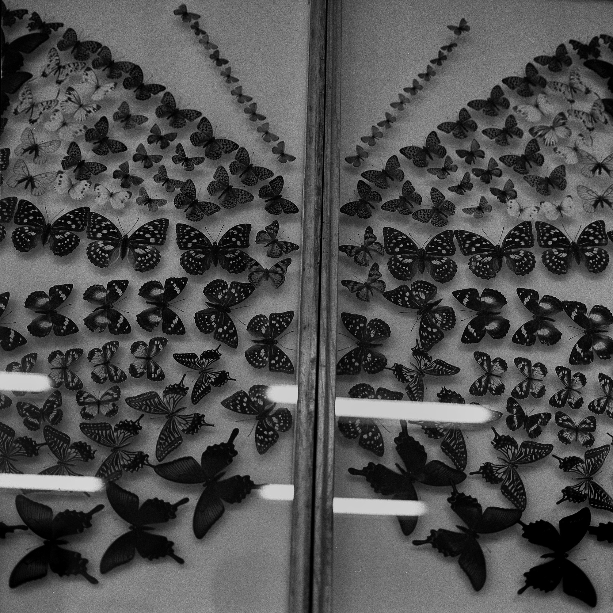 나비_40×40cm_Gelatin silver print_2002