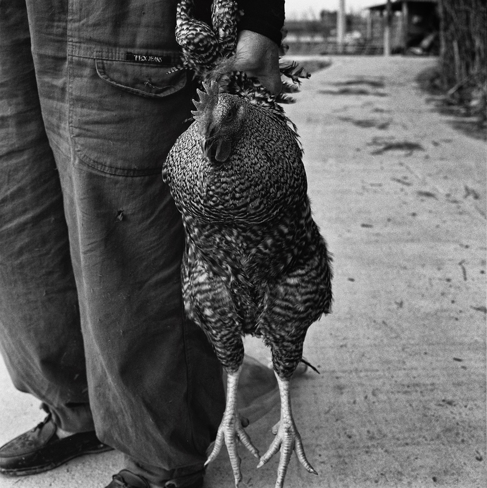 닭_40×40cm_Gelatin silver print_2001