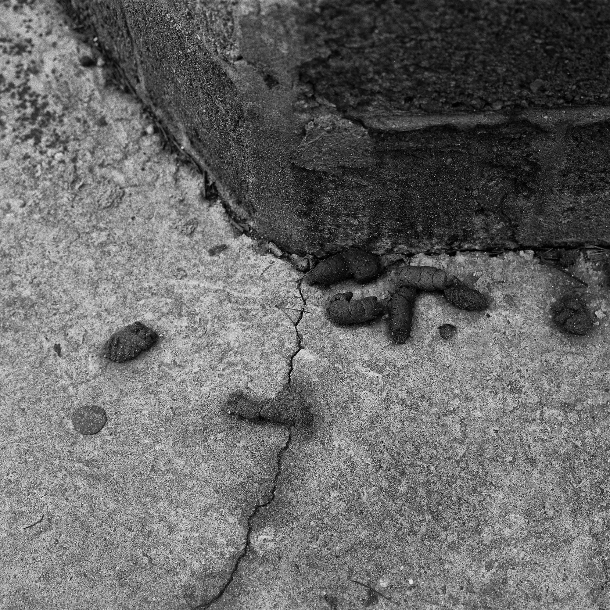 똥_40×40cm_Gelatin silver print_2001