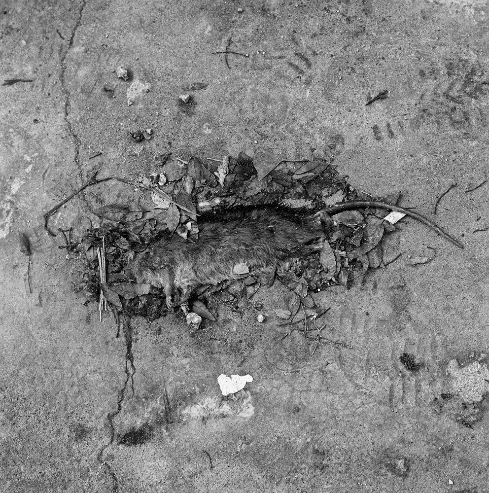 쥐_40×40cm_Gelatin silver print_2001