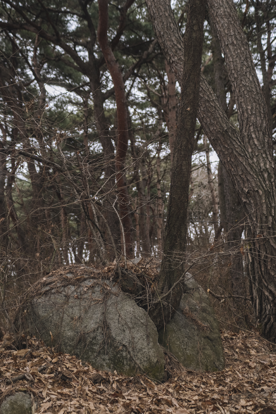 Fragile, 2016-2017 04