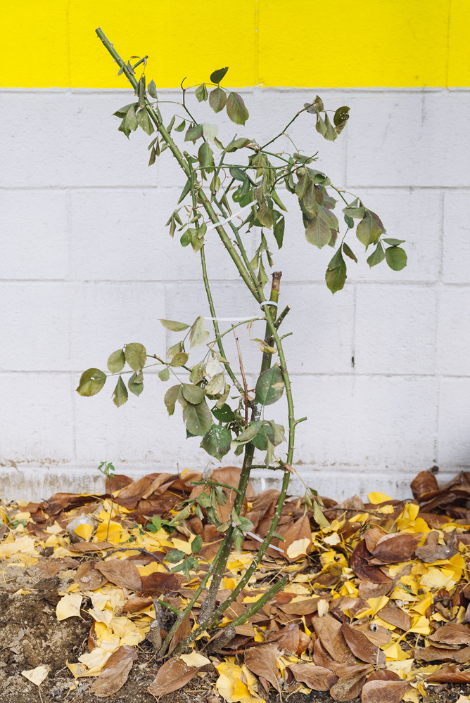 Fragile, 2016-2017 20