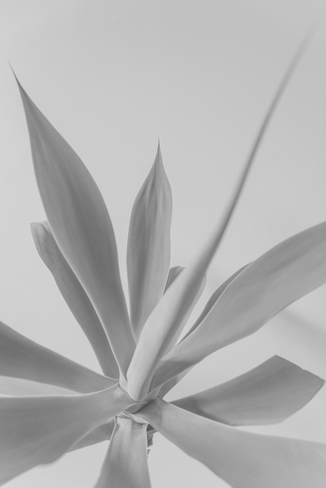 Fragile, 2016-2017 24