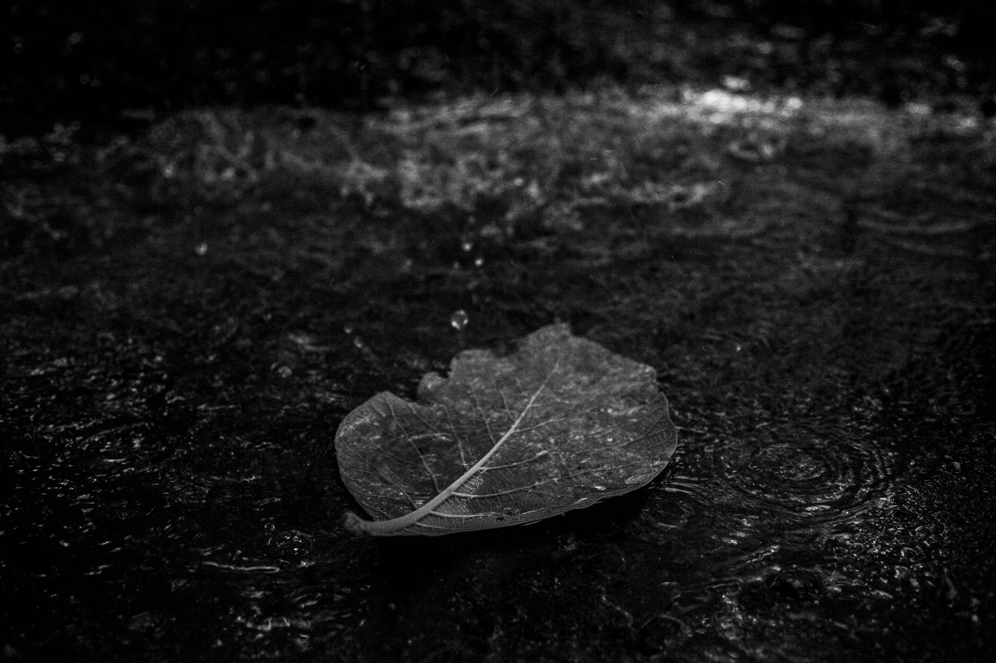 Fragile, 2016-2017 39