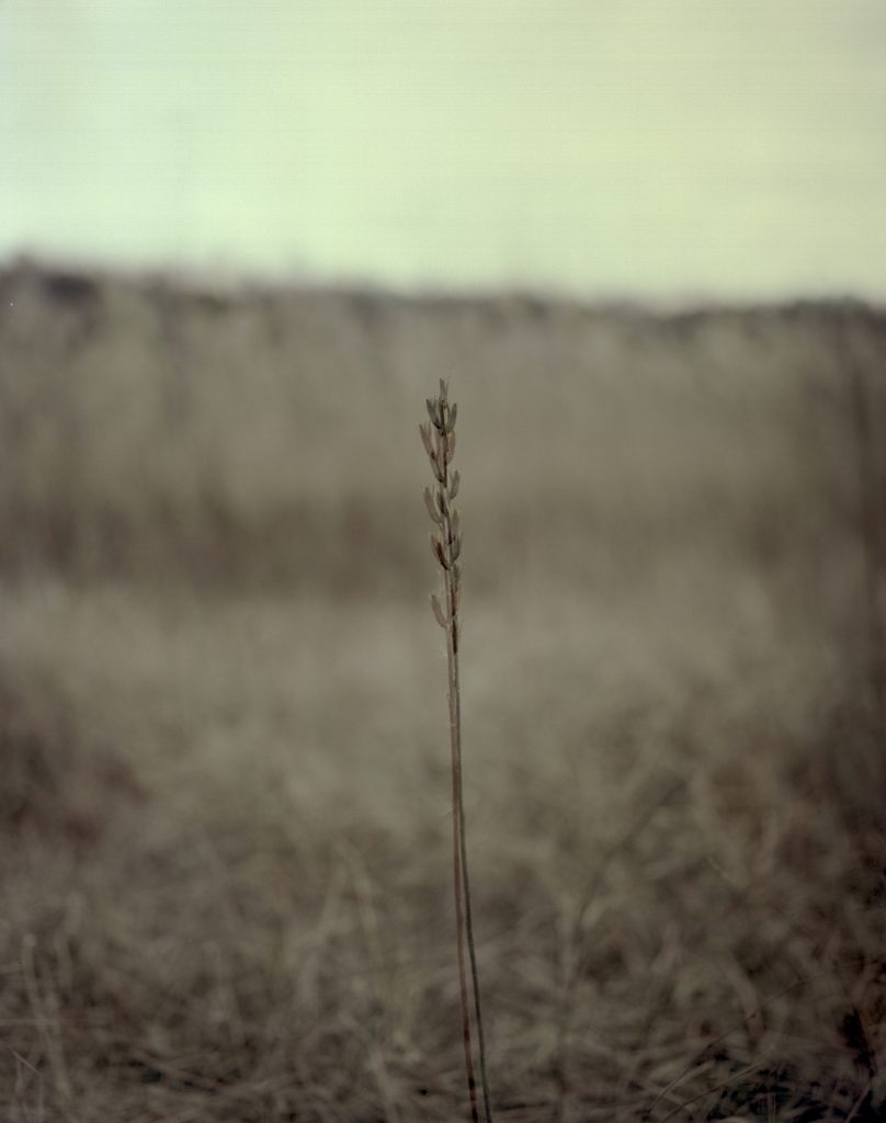 A Portrait 11_Pigment Print_ 40X50cm_2015-2016