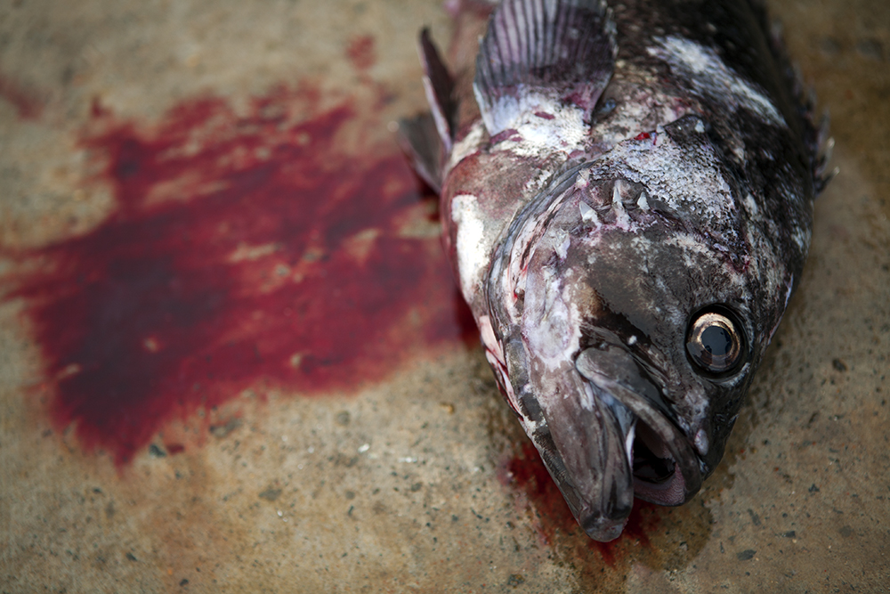 IMG_0735(인간의 먹이-03)