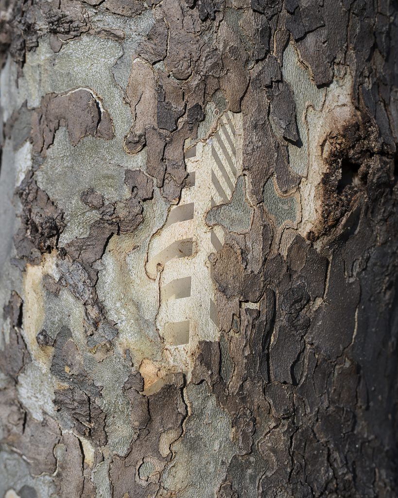 내가 사는 나무 01_Pigment Print_100x125cm_2016-2017