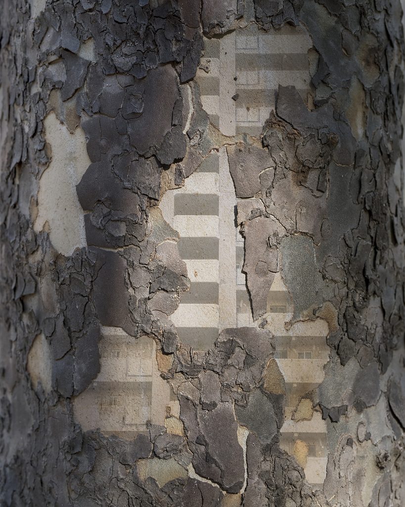 내가 사는 나무 02_Pigment Print_100x125cm_2016-2017