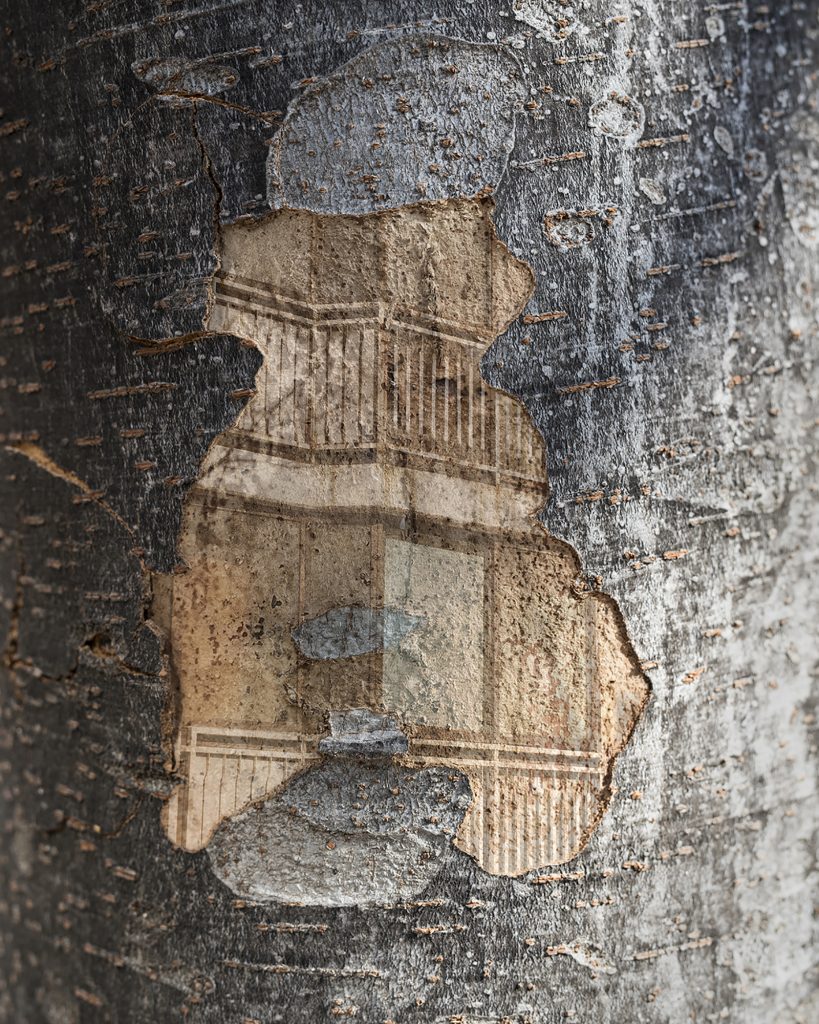 내가 사는 나무 03_Pigment Print_100x125cm_2016-2017