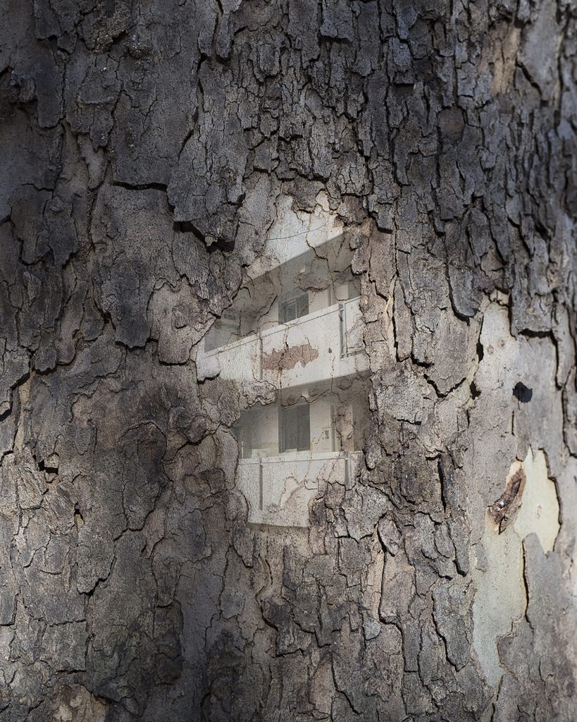 내가 사는 나무 04_Pigment Print_100x125cm_2016-2017