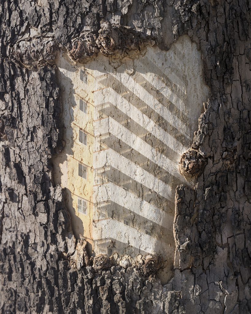 내가 사는 나무 05_Pigment Print_100x125cm_2016-2017