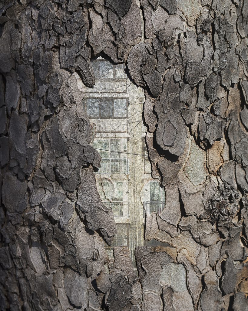 내가 사는 나무 06_Pigment Print_100x125cm_2016-2017