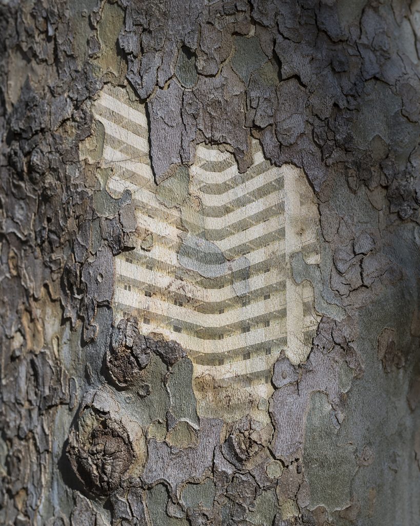 내가 사는 나무 07_Pigment Print_100x125cm_2016-2017