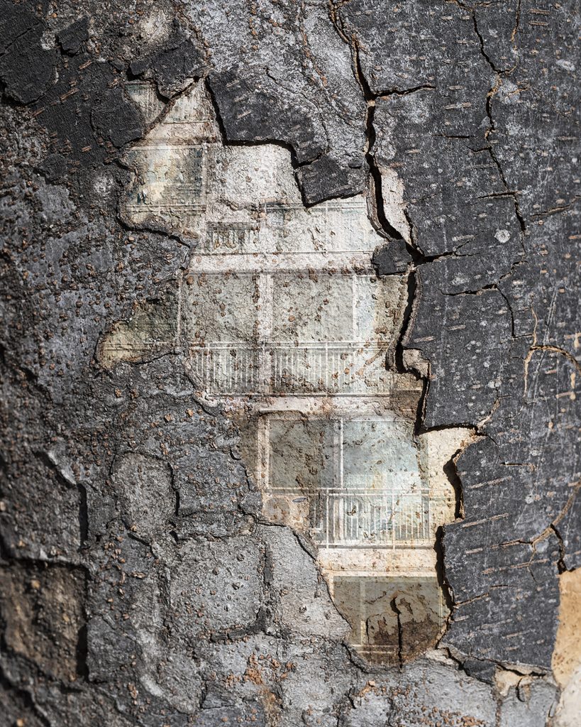 내가 사는 나무 08_Pigment Print_100x125cm_2016-2017