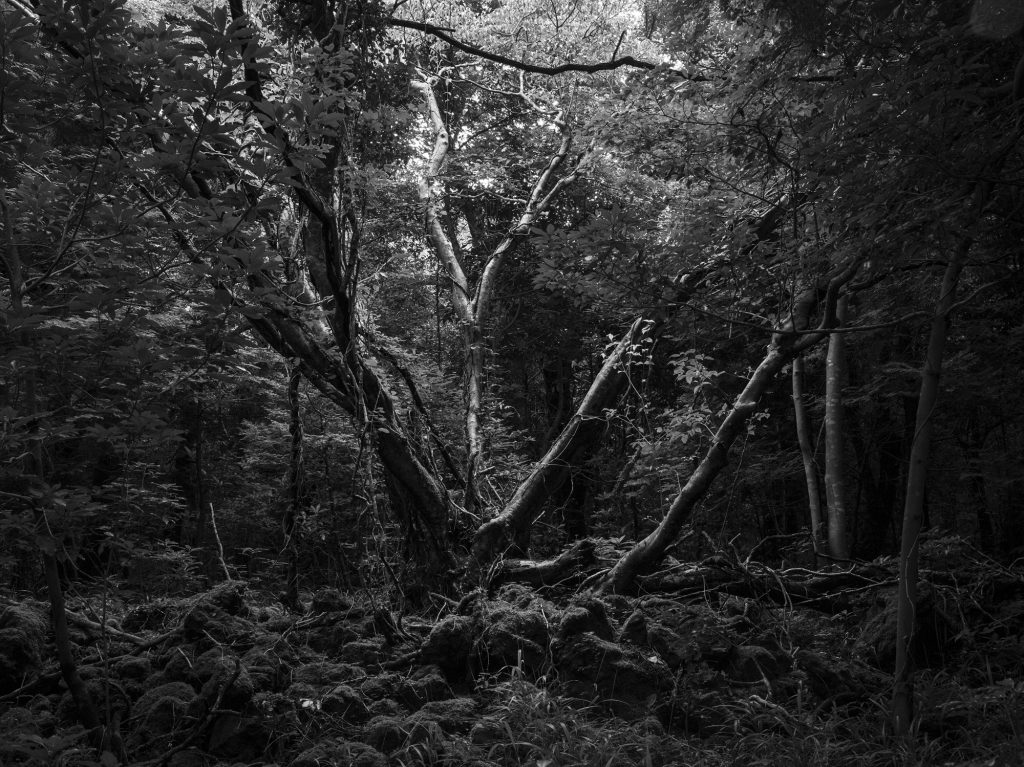 사려니 숲(이덕구 산전 인근), Inkjet Print, 60x80cm, 2017