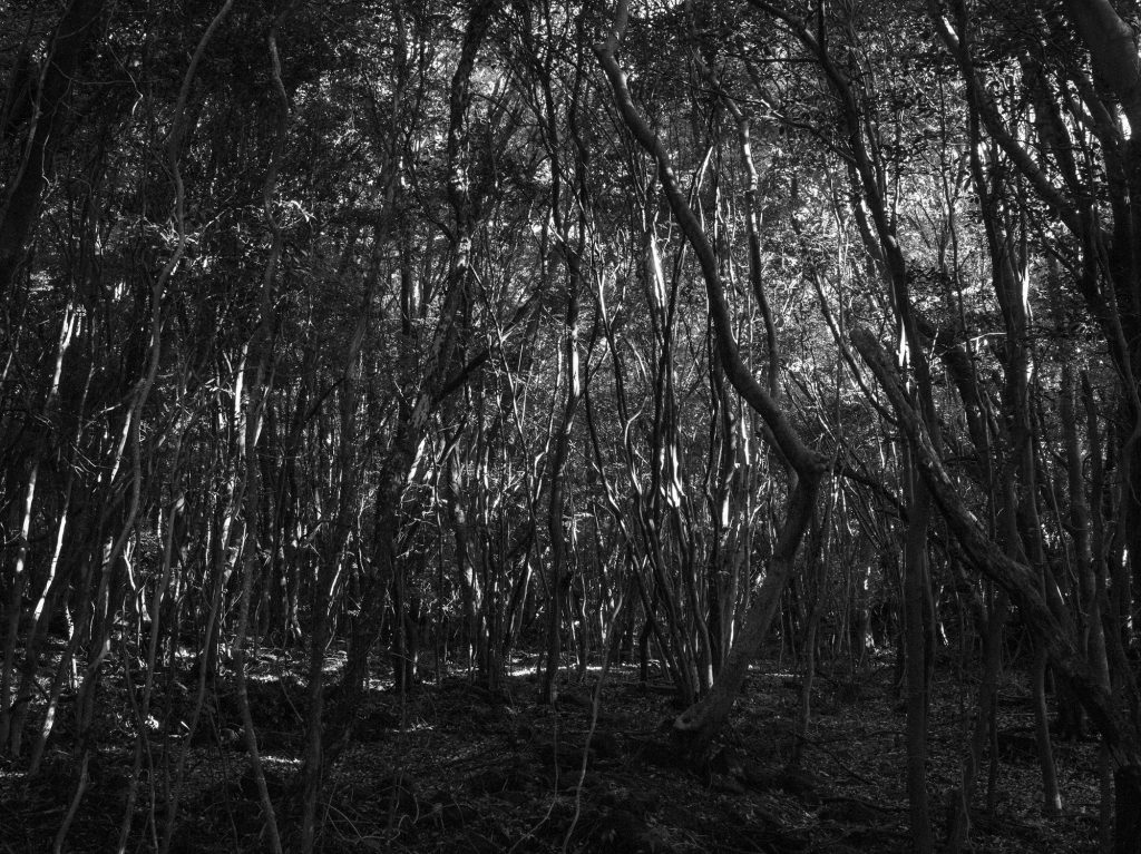 선흘 곶자왈, Inkjet Print, 60x80cm, 2017