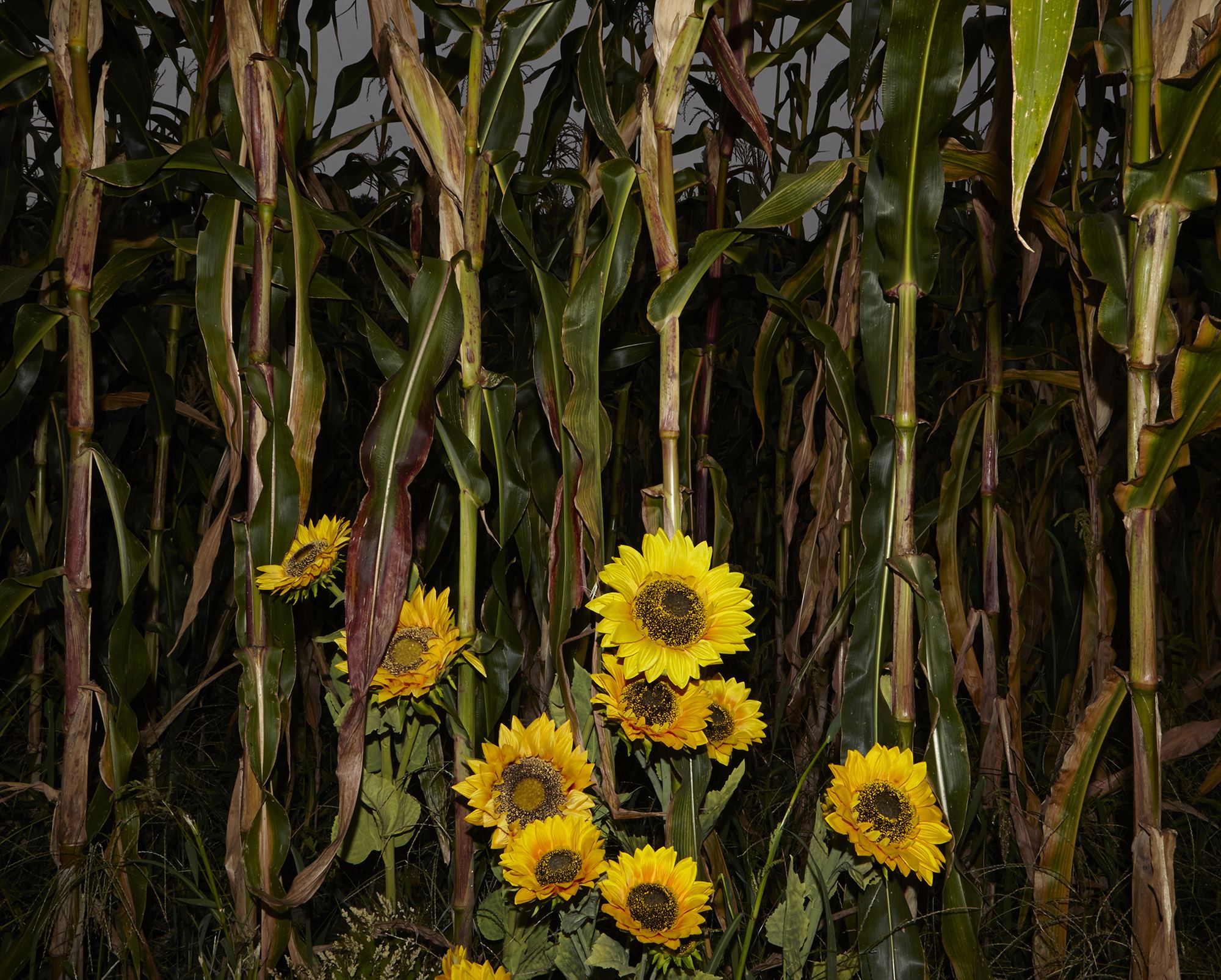 plastic tears 15, c-print, variable size, 2015