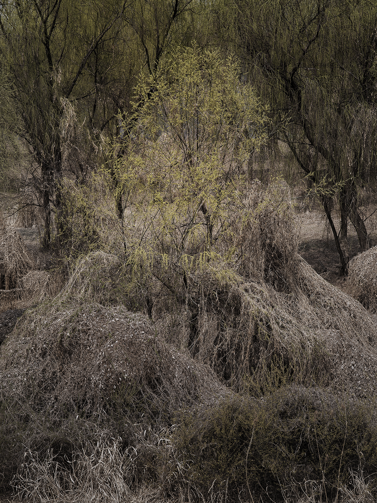 네가 봄이런가 #1, 아카이벌피그먼트프린트, 86x64cm, 2017