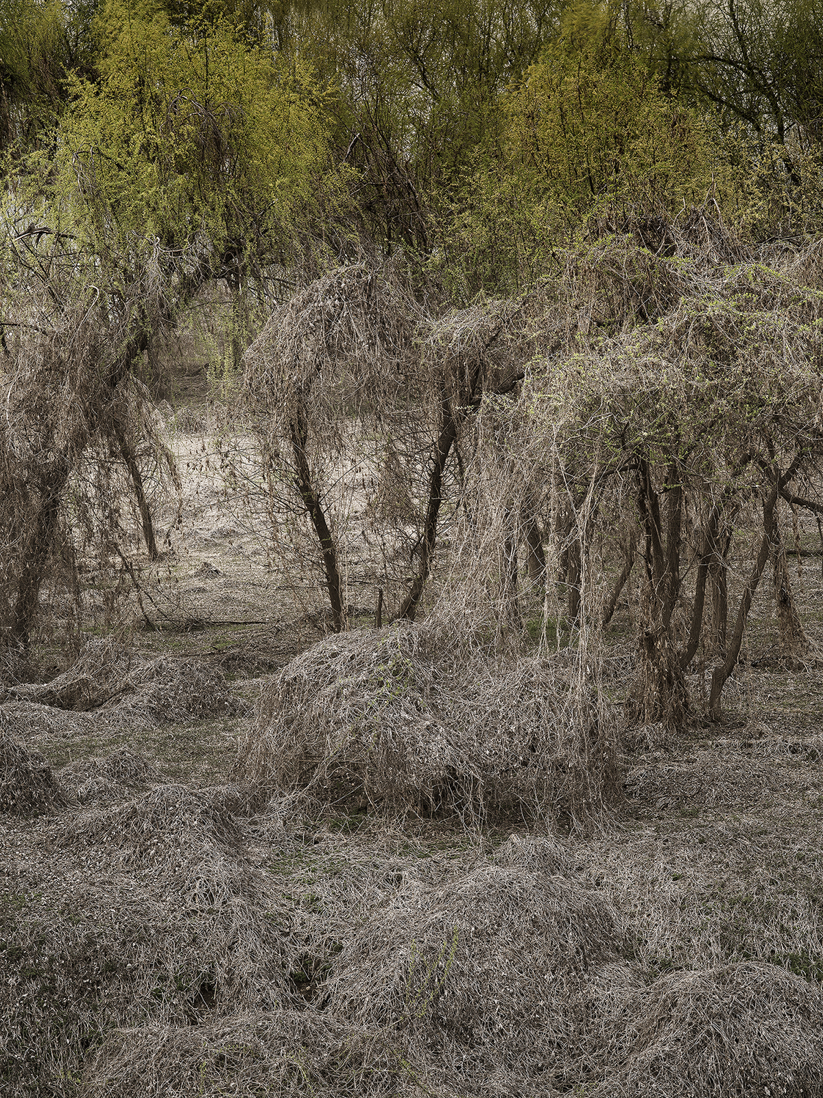 네가 봄이런가 #2, 아카이벌피그먼트프린트, 144x108cm, 2017