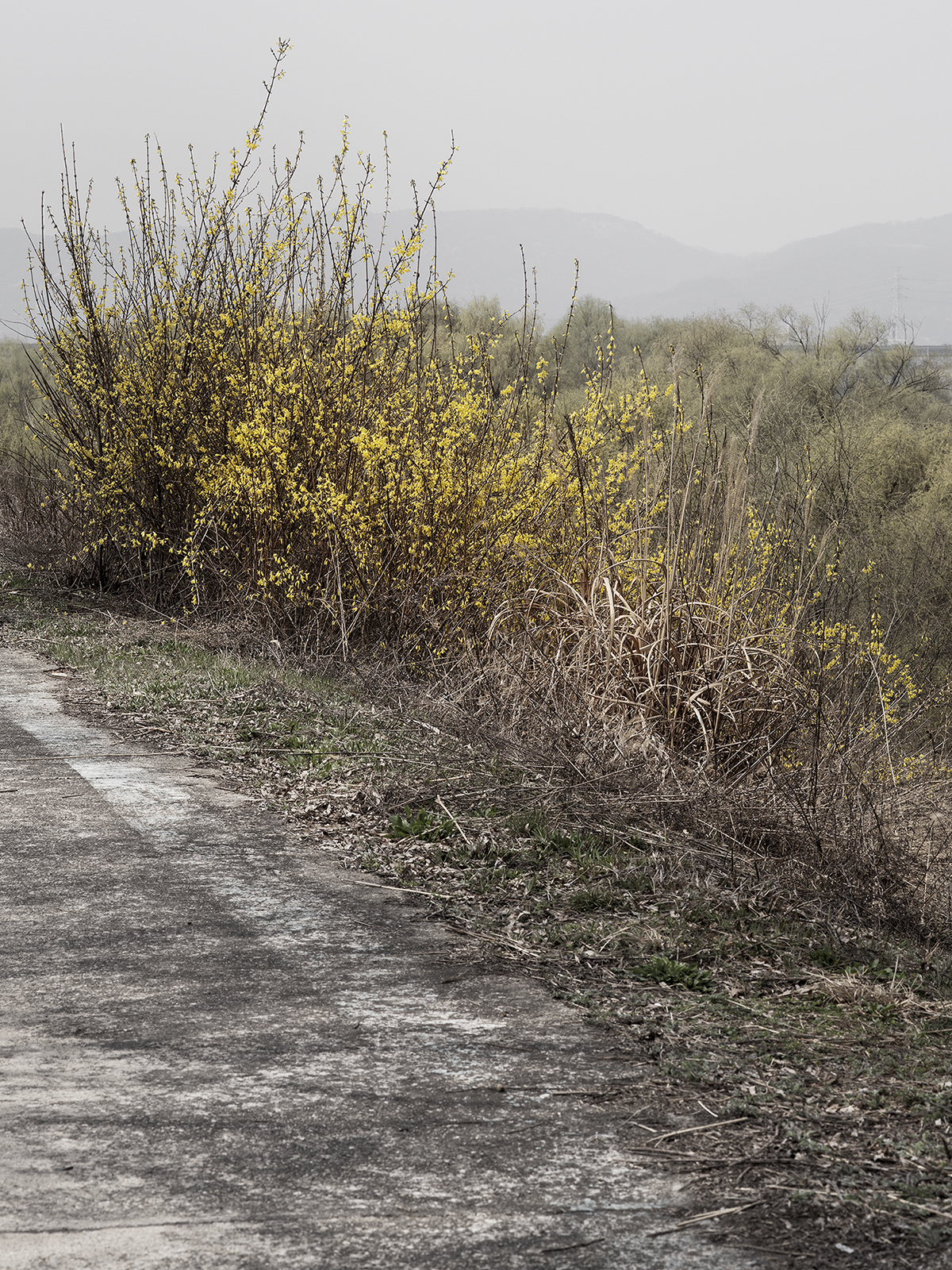 네가 봄이런가 #3, 아카이벌피그먼트프린트, 120x90cm, 2017