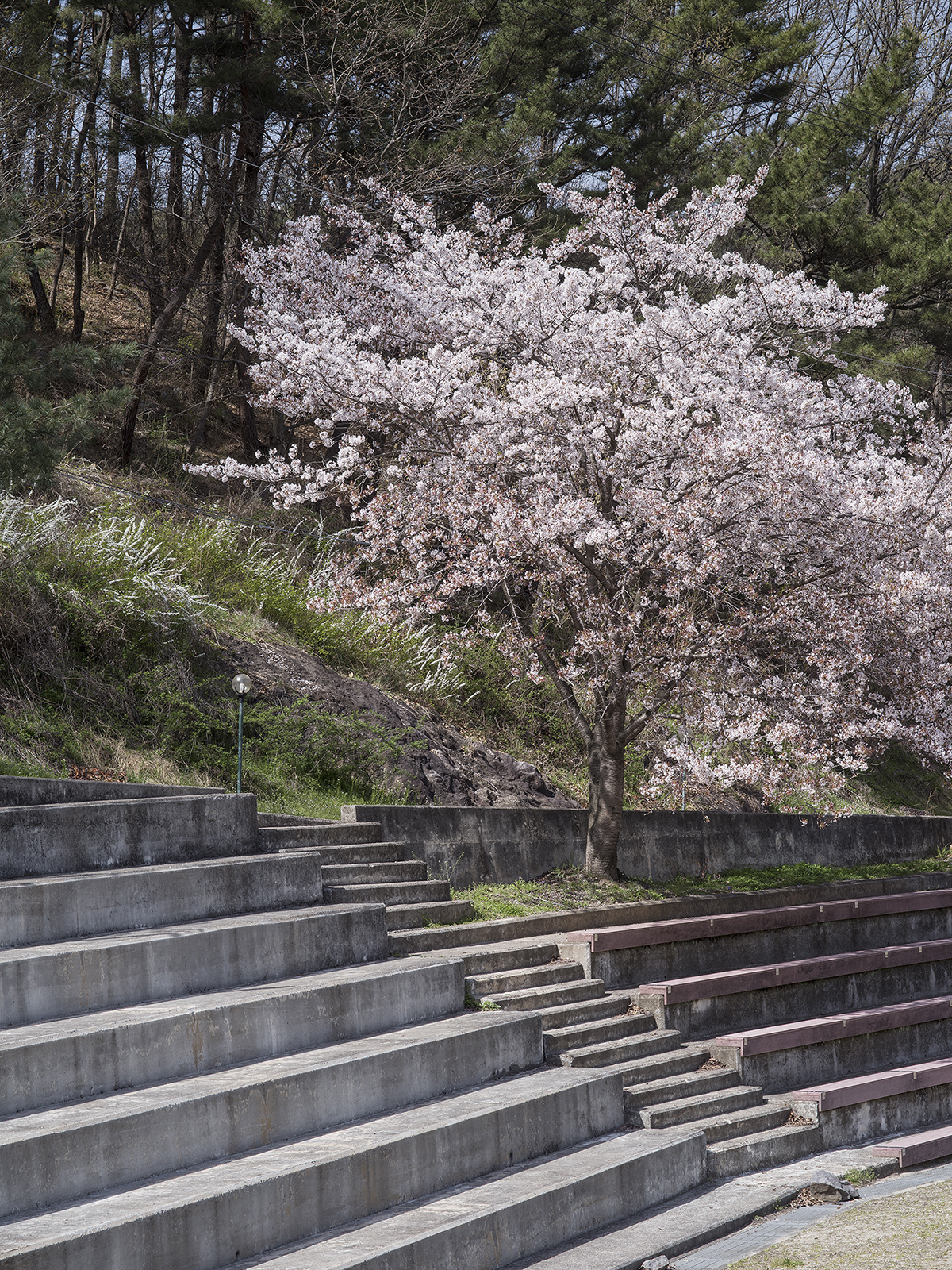 네가 봄이런가 #5, 아카이벌피그먼트프린트, 60x45cm, 2017