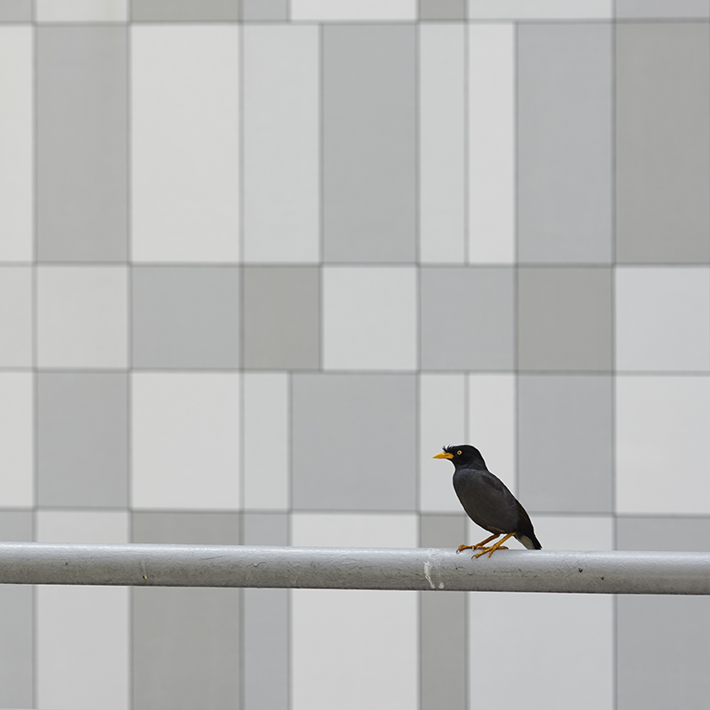 Drifting_06, Digital Pigment Print, 50x50cm, 2017