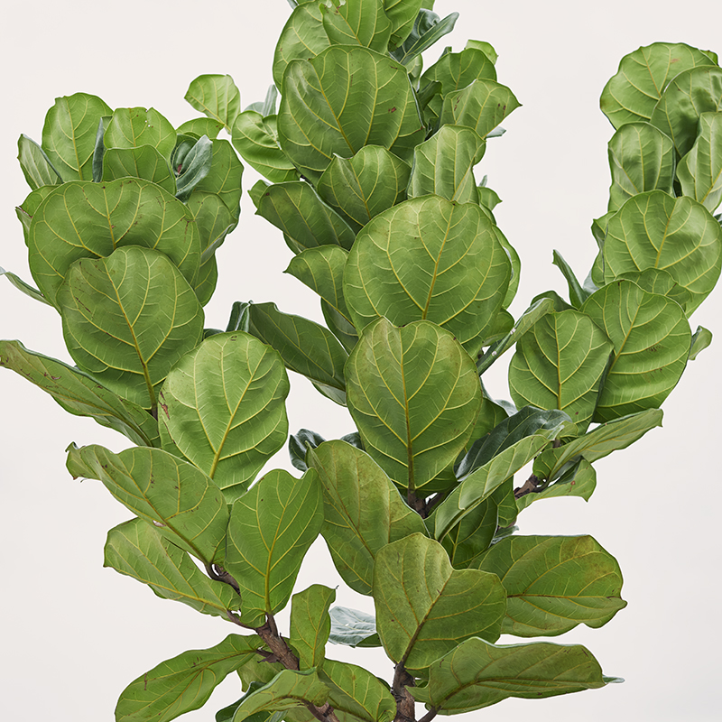 Drifting_12, Digital Pigment Print, 100x100cm, 2017