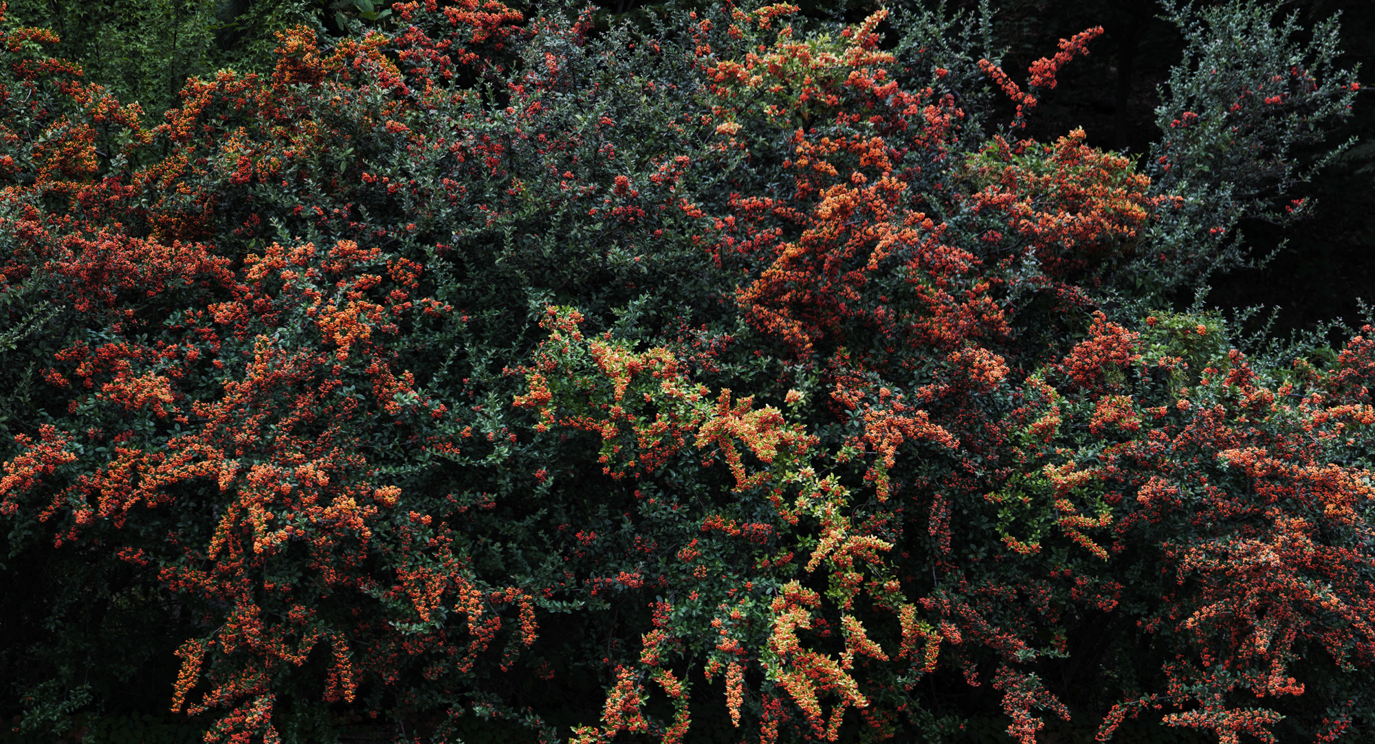 풍경- #08 pigment print 19x35 2017