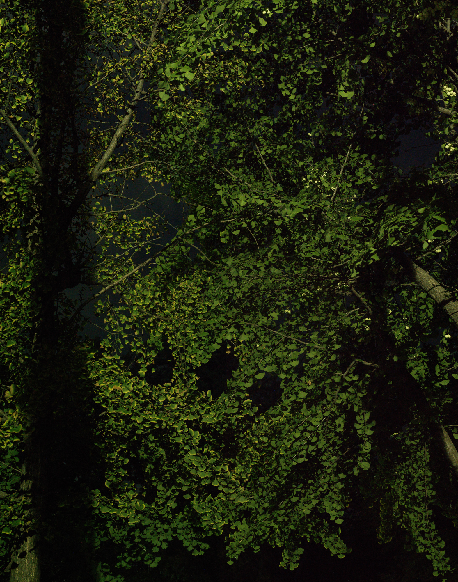 풍경- #20 pigment print 195x150 2017