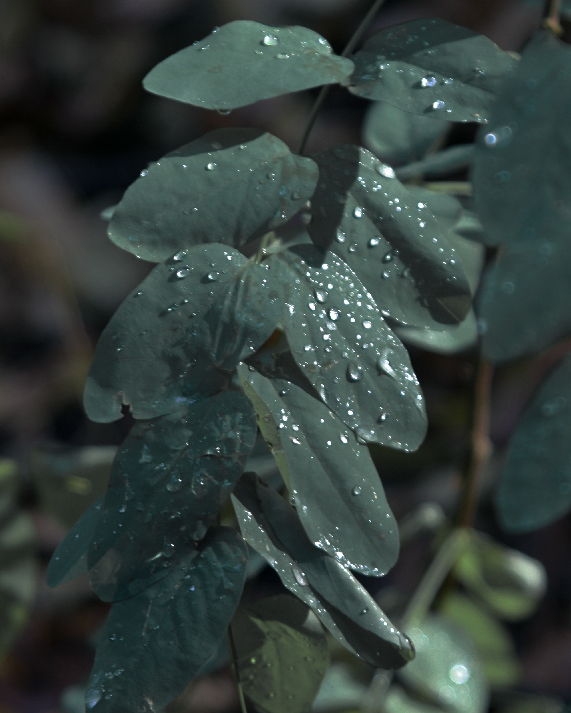 2. The Apple Tree,2018