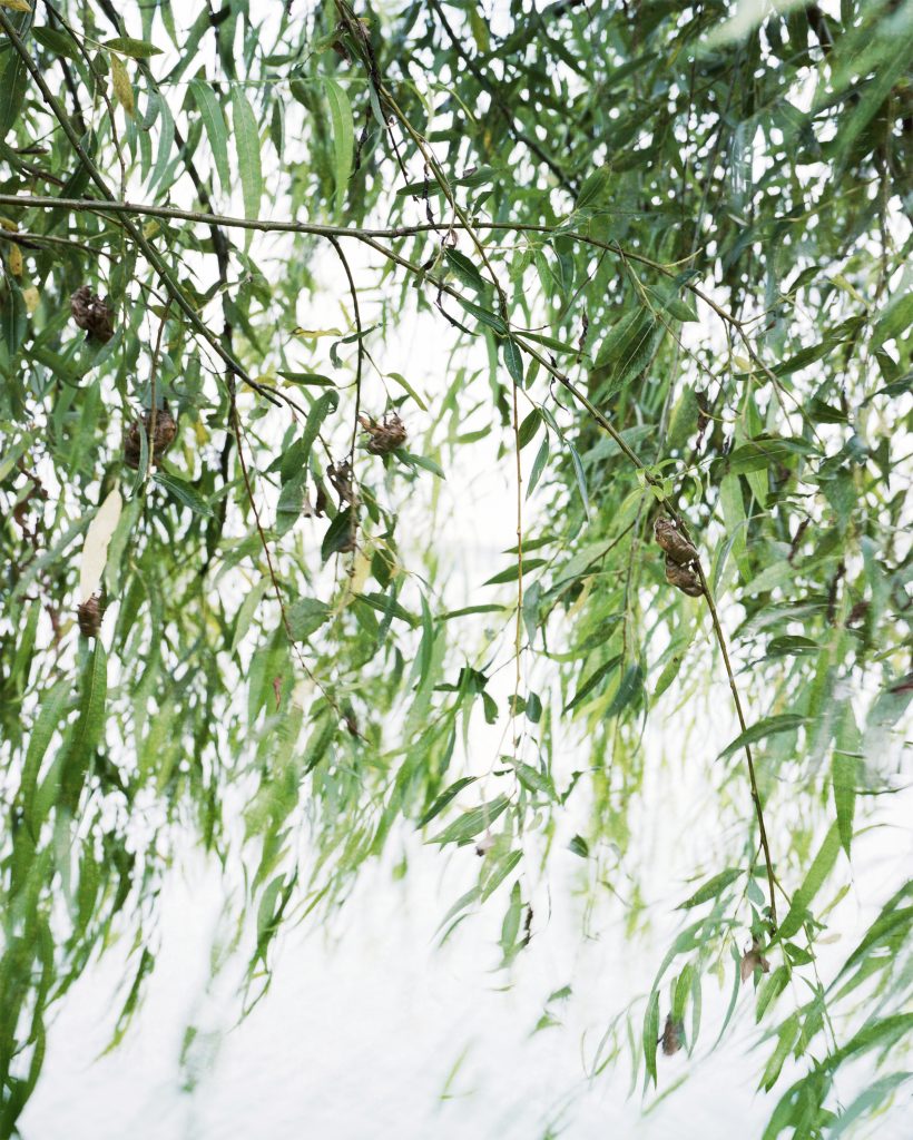 무제 (여름) Untitled (Summer), 2016